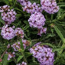 Image result for foto verbena