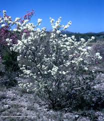 If you'd like to learn more about growing texas mountain laurels in the landscape, the following article can help get you started. Texas Native Plants Database