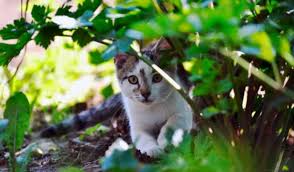 It'll be tricky for them to balance on there are products available that are specifically designed with how to deter cats from the garden in mind. How To Stop Cats From Fouling In Your Garden For Good Buskers Cat