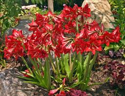Image result for Hippeastrum