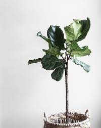 Beginner S Feng Shui Guide 15 Principles That Every Home Should Follow Plants Large Indoor Plants Fiddle Leaf Fig