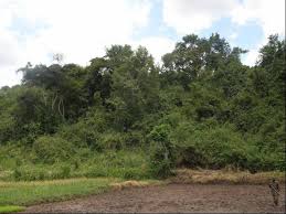 Image result for Celosia stuhlmanniana