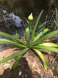 Image result for Agapanthus praecox