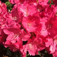 Jan Denkins Rhododendron Rainier Rhododendrons Rhododendron Azaleas Plants