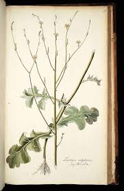 Image result for Launaea