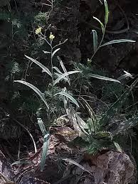 Image result for Launaea cornuta