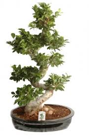 Bonsai toprak değişimi nasıl yapılır? Bonsai Saksi Cicegi Sepetten Com