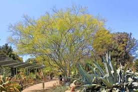 Image result for Parkinsonia aculeata