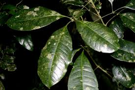 Image result for Vepris grandifolia