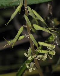 Image result for Dipcadi marlothii