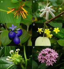 Image result for Kohautia cynanchica