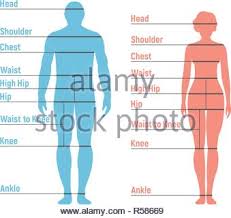 Man Size Chart Human Front Side Silhouette Isolated On