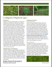 Image result for Digitaria nitens
