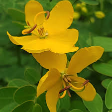 Image result for Senna bicapsularis