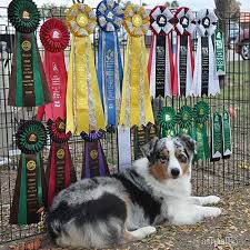 They have adopted superbly to both family and. Australian Shepherd Breeders California