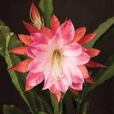 470 Epiphyllum Ideas In 2021 Orchid Cactus Orchids Cacti And Succulents