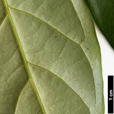 Image result for Pachycarpus lineolatus