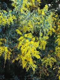 Image result for Acacia podalyriifolia