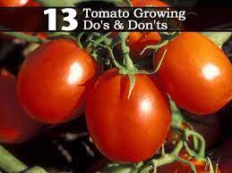Tomato Plant Care 8 Do S And 5 Dont S Growing Tomato Plants Tips For Growing Tomatoes Growing Organic Tomatoes