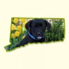 Puppies For Sale In Ct