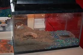 Here are some great ideas for extremely low cost low maintenance pets! Fastest What Is The Cheapest Animal To Have