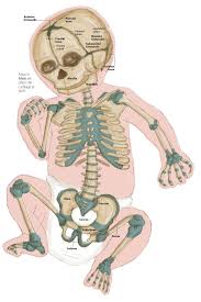 Humans Are Born With Nearly 300 Bones But Most Adults Have Around 206 Skeleton Drawings Human Babies Child Skeleton