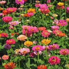 7 Meanings Of Flowers Beginning With Z Zinnia Flowers Zinnia Elegans Zinnias