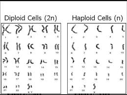 Diploid is when a cell has two complete sets of chromosomes. Haploid Vs Diploid Youtube