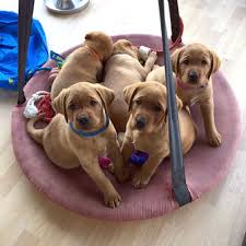 Er besitzt perfekte papiere und kommt aus einer guten und professionellen zucht aus italien (wo ich auch wohne). News Labradorzucht Silber Labrador Spirit Of Sunlight