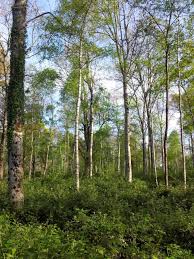 Stuart Marsden's Conservation Research Group: Is 'irregular forestry' the  way forward for UK's woodland biodiversity?