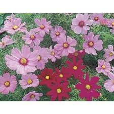 1 Quart In Pot Cosmos L11709 At Lowes Com Winter Plants Spring Plants Cosmos Flowers