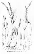 Image result for Alloeochaete namuliensis