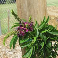 The top growing, flowering, climbing and evergreen vines for texas fence don't let the name fool you. Evergreen Wisteria Except It S Not Dallas Garden Buzz