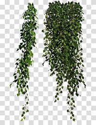 Vine Plants Green Ficus Leaves Transparent Background Png Clipart Tree Photoshop Plant Texture Plants