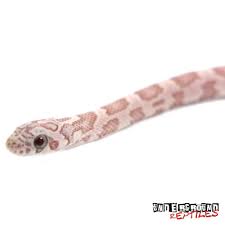 Baby Sunkissed Ghost Cornsnakes For Sale Underground Reptiles Corn Snake Corn Snakes For Sale Snakes For Sale