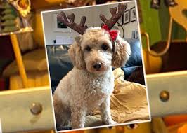 Now, concentrate for a moment! Advent Calendar Day 8 Louise Lear 039 S Dog Madge Is Feeling All Festive Jo Bbc Weather Scoopnest