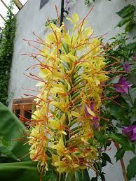Kahili Ginger Hedychium Gardnerianum I Grew Up With This Wonderful Smell In My Grandmother S Garden Flowers Trees To Plant Beautiful Flowers