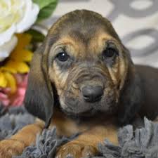 ● easy searching and secure buying. Rae Bloodhound Puppy 602370 Puppyspot
