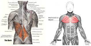 This article reviews the common descriptions for how upper back and chest pain may feel, various ways it can develop, and the importance of getting an accurate diagnosis. The Muscles Of The Chest And Upper Back Anatomy Medicine Com