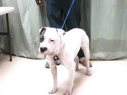 For most breeds, the blue eyes disappear once they're not puppies anymore. Solid White With Blue Eye Spot Male Pit Bull Destroyed Y Flickr