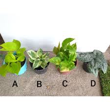 Dosto ye hai if money plant is real video agar ye video aapko pasand aaee to ise like karen. Real Life Plant Money Plant Indoor Plant Office Plant Deco Pothos Devil S Ivy Shopee Malaysia