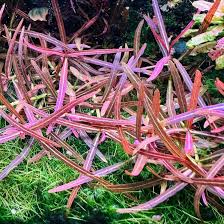 Image result for Hygrophila