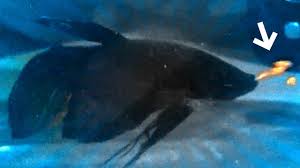 Puking Fish Youtube