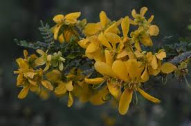 Image result for Ixora mildbraedii