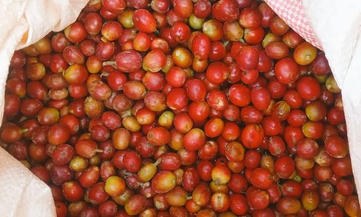5 Negara Penghasil Kopi Terbaik di Dunia, Indonesia Peringkat Berapa?