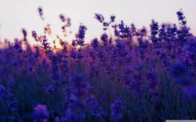 Canva keep a small lavender plant or other purple flower. Purple Field Of Flowers Wallpapers Wallpaper Cave