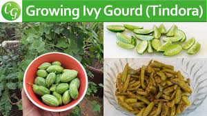 Check spelling or type a new query. How To Grow Ivy Gourd Tindora Or Tondli Plus Recipe Youtube