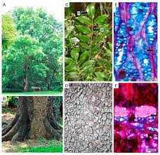 Image result for Lovoa swynnertonii