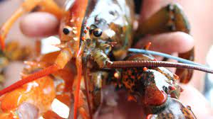 Never heard of it being fried in butter. Rare Red And Black Halloween Lobster Found In 1 In 50million Find