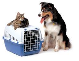 18,749 pet transportation jobs available on indeed.com. Pet Relocation Services Relocation Job Work Employee Relocation Service à¤¸ à¤¥ à¤¨ à¤¤à¤°à¤£ à¤¸ à¤µ à¤ à¤° à¤² à¤• à¤¶à¤¨ à¤¸à¤° à¤µ à¤¸ à¤ª à¤¨à¤° à¤µ à¤¸ à¤• à¤¸ à¤µ à¤ In Rohini New Delhi Mr Move Id 20355438697